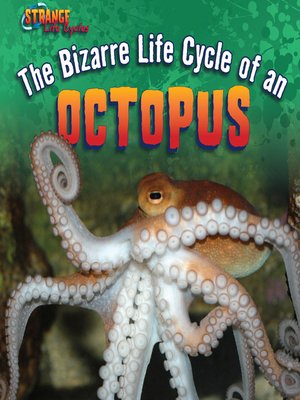 cover image of The Bizarre Life Cycle of an Octopus